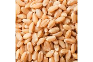 Wheat from India
